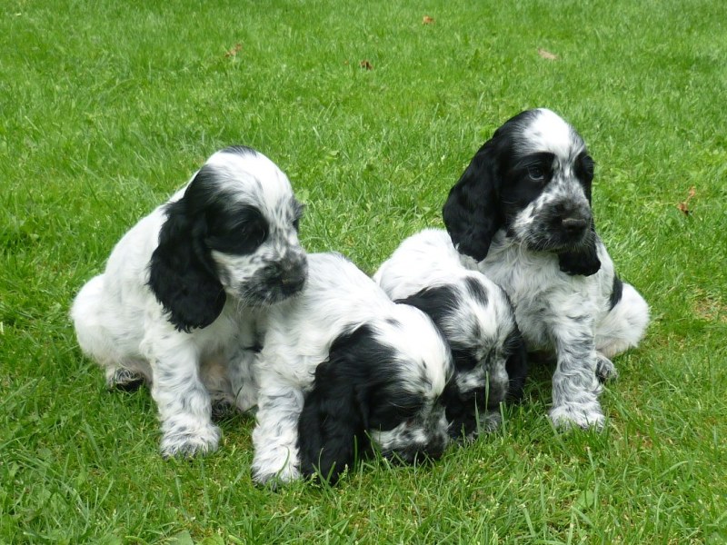 38-Flip, Fant, Fanny, Fred.JPG